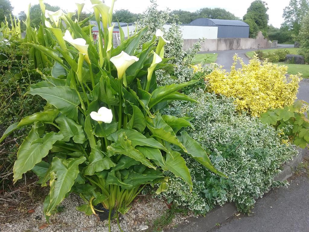 Rocksberry Bed & Breakfast Castlebar Bagian luar foto