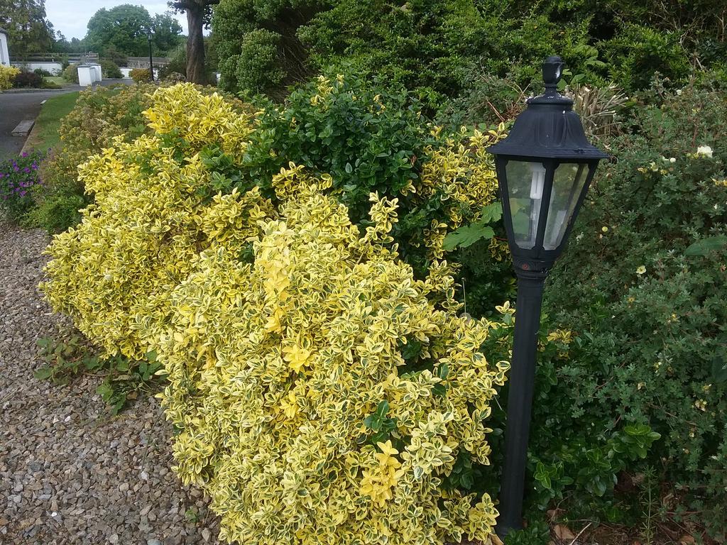 Rocksberry Bed & Breakfast Castlebar Bagian luar foto
