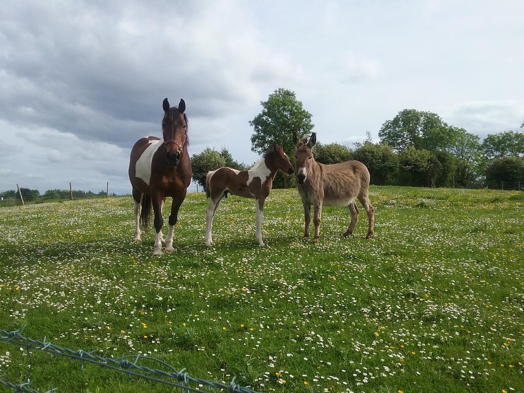 Rocksberry Bed & Breakfast Castlebar Bagian luar foto